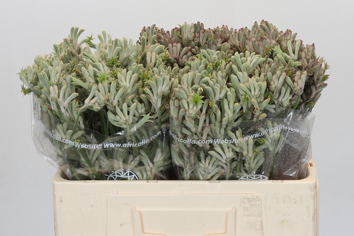 Anigozanthos Cape Gray Moss