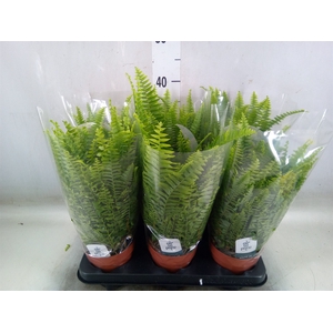 Nephrolepis exal. 'Green Lady'