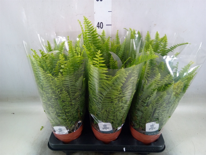 <h4>Nephrolepis exal. 'Green Lady'</h4>