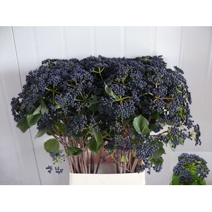 Viburnum Blueberry Hill Dijkstra