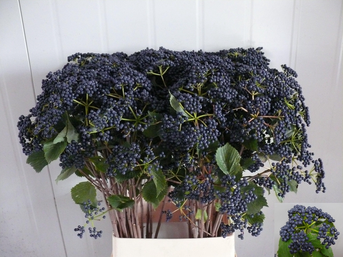 <h4>Viburnum Blueberry Hill Dijkstra</h4>