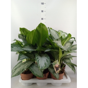 Aglaonema  'Silver Bay'