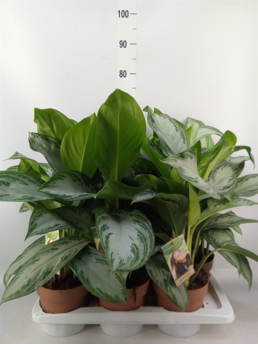 <h4>Aglaonema  'Silver Bay'</h4>