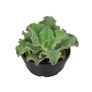 ECHEVERIA GIBBIFLORA BALERINA C28