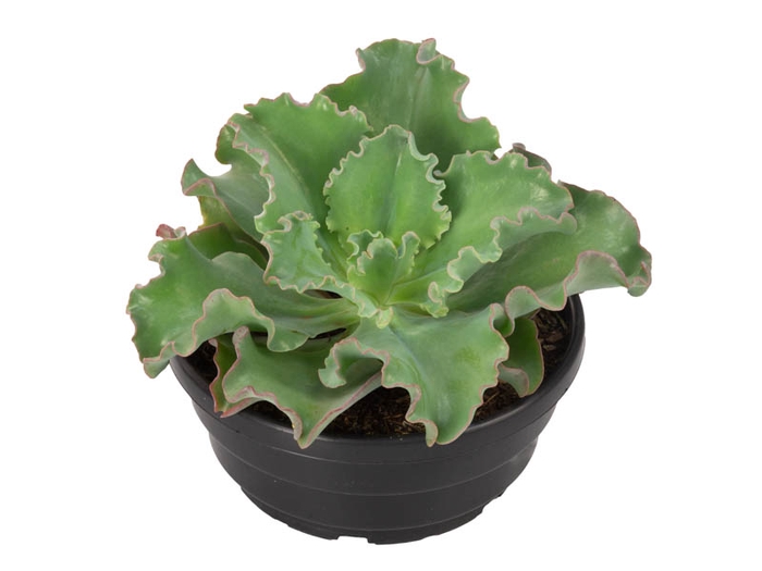 <h4>ECHEVERIA GIBBIFLORA BALERINA C28</h4>