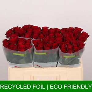 ROSA GR R GR RED PROMISE