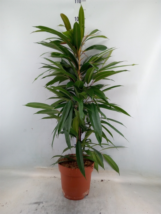 <h4>Ficus binn. 'Amstel King'</h4>