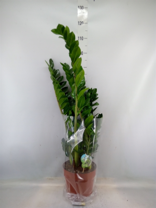 <h4>Zamioculcas zamiifolia</h4>