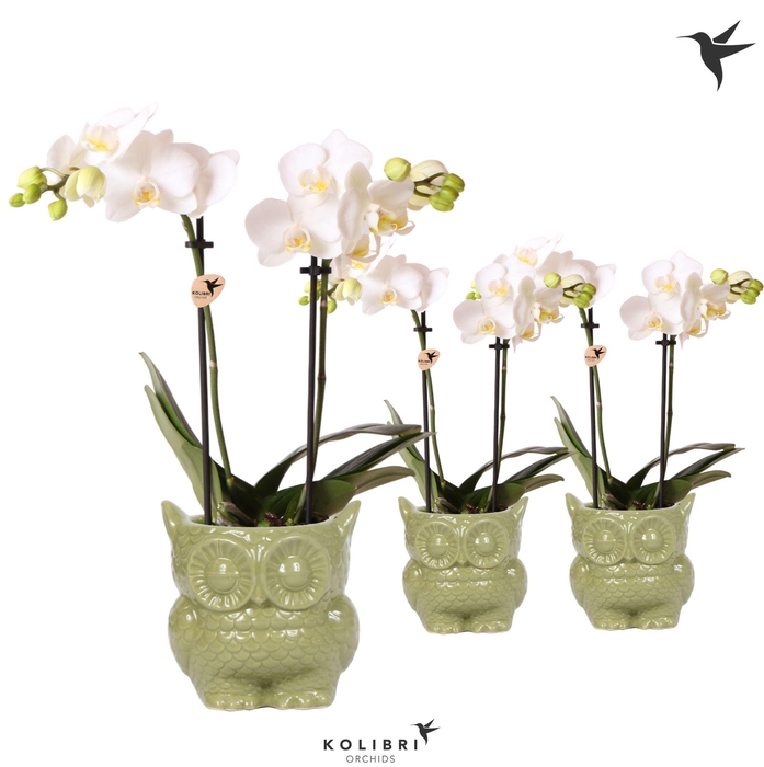 <h4>Kolibri Orchids Phalaenopsis white 2 spike in Owl pot green</h4>