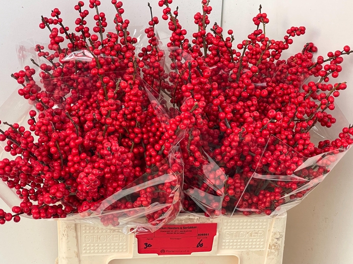 <h4>ILEX VE RODE BES</h4>