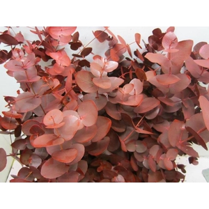 Euc Cinerea Bordeaux