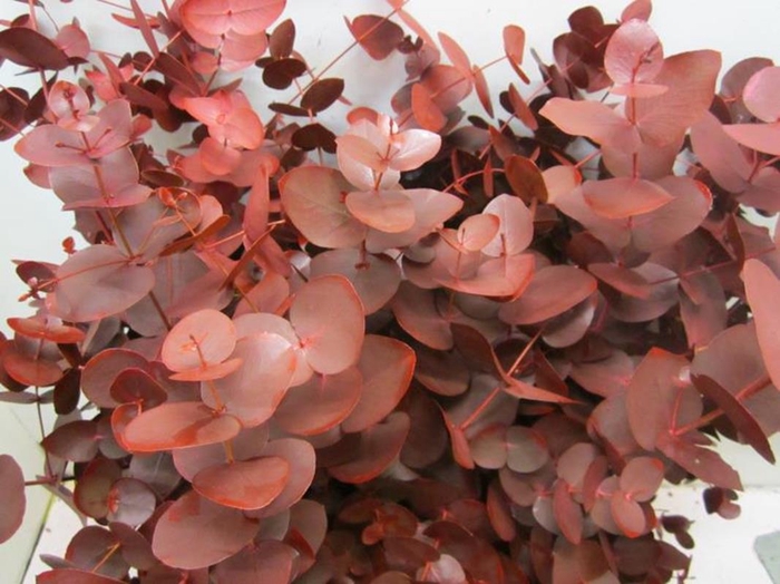 <h4>Euc Cinerea Bordeaux</h4>