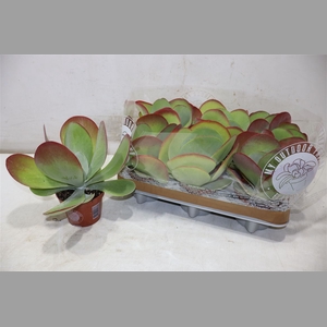Kalanchoe Thyrsifl