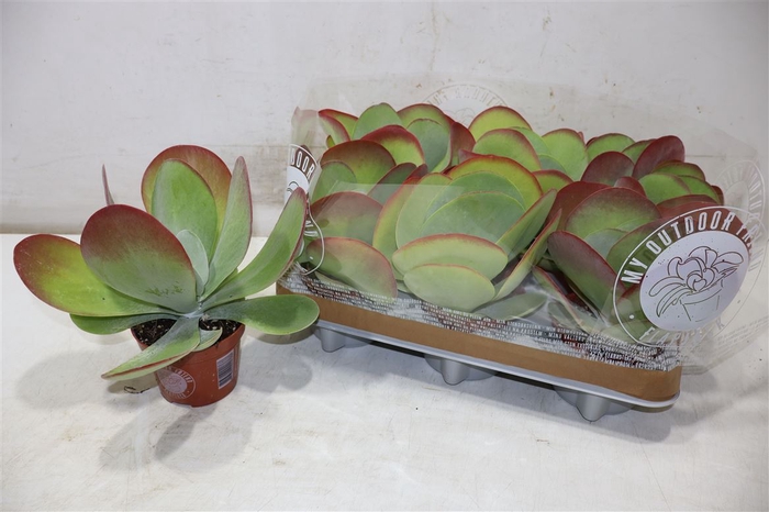 <h4>Kalanchoe Thyrsifl</h4>