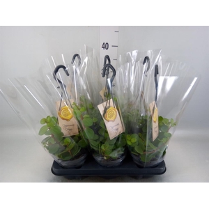 Peperomia tetraphylla 'Hope'