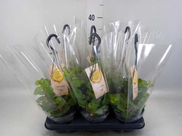 <h4>Peperomia tetraphylla 'Hope'</h4>
