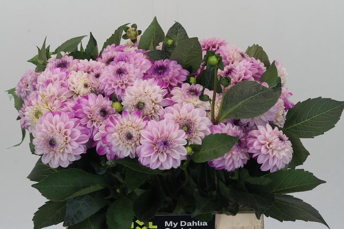Dahlia Genova