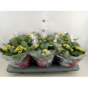 Kalanchoe  'MoreFlow Lausanne'
