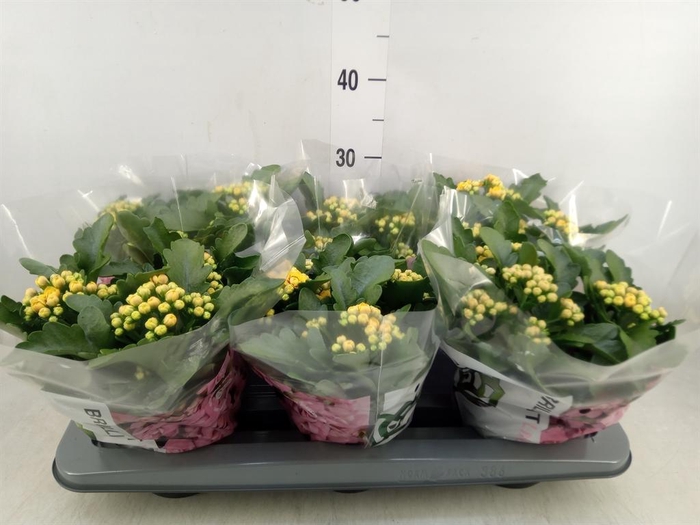 <h4>Kalanchoe  'MoreFlow Lausanne'</h4>