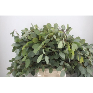 Euca Populus 300gr P Bunch