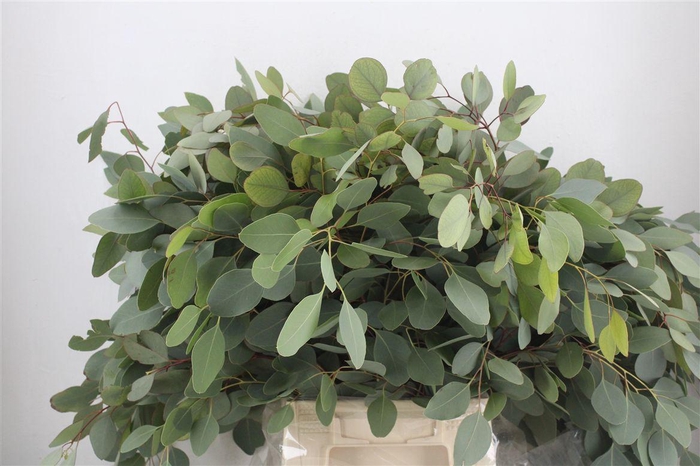 <h4>Euca Populus 300gr P Bunch</h4>
