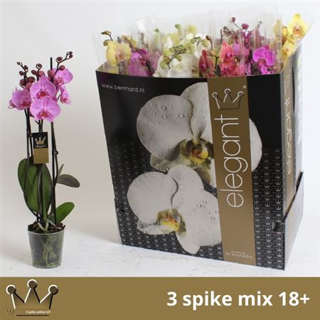 <h4>Phal Gem 7 Kl 3 Branches 18+</h4>