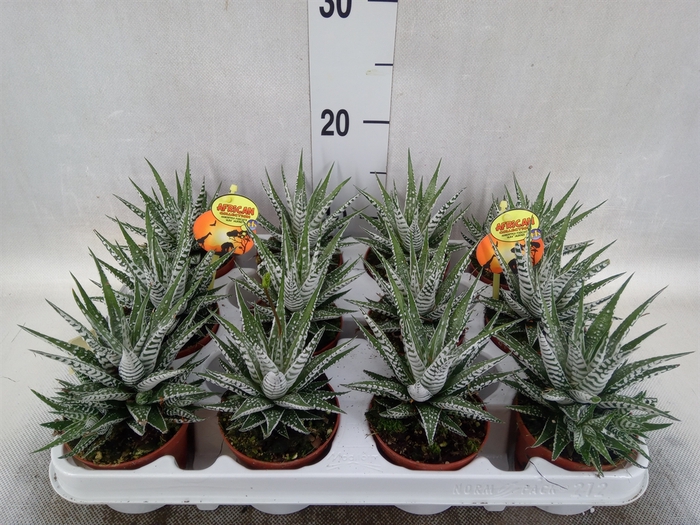 Haworthia fasciala 'Alba'