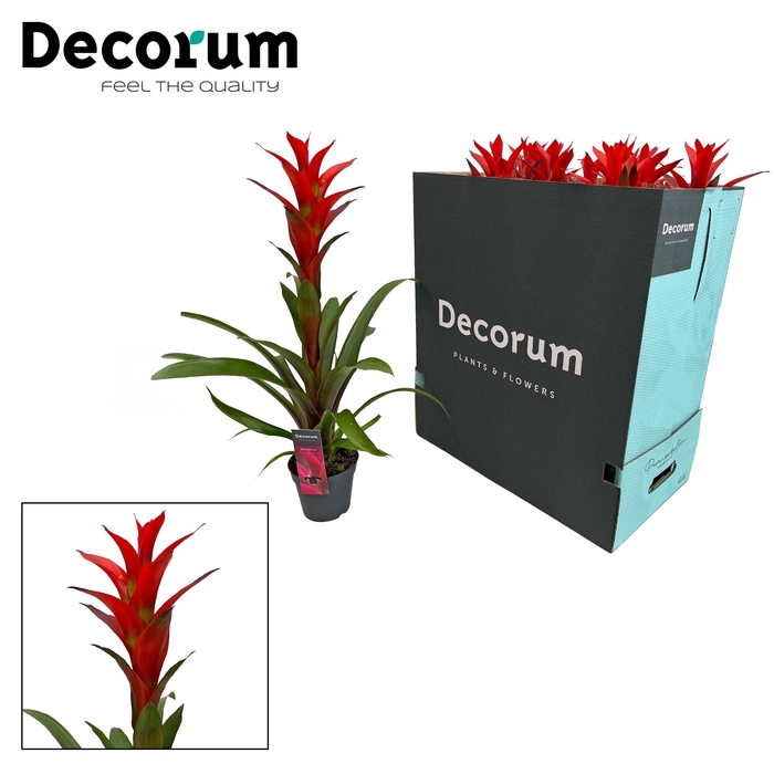 <h4>Guzmania Ostara XXL (Decorum)</h4>