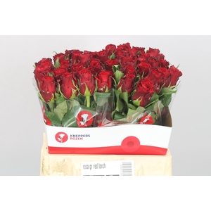 R Gr Red Torch