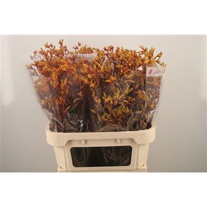 Anigozanthos Gold Fever