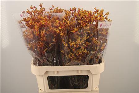 <h4>Anigozanthos Gold Fever</h4>