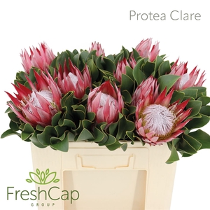 Protea Clare