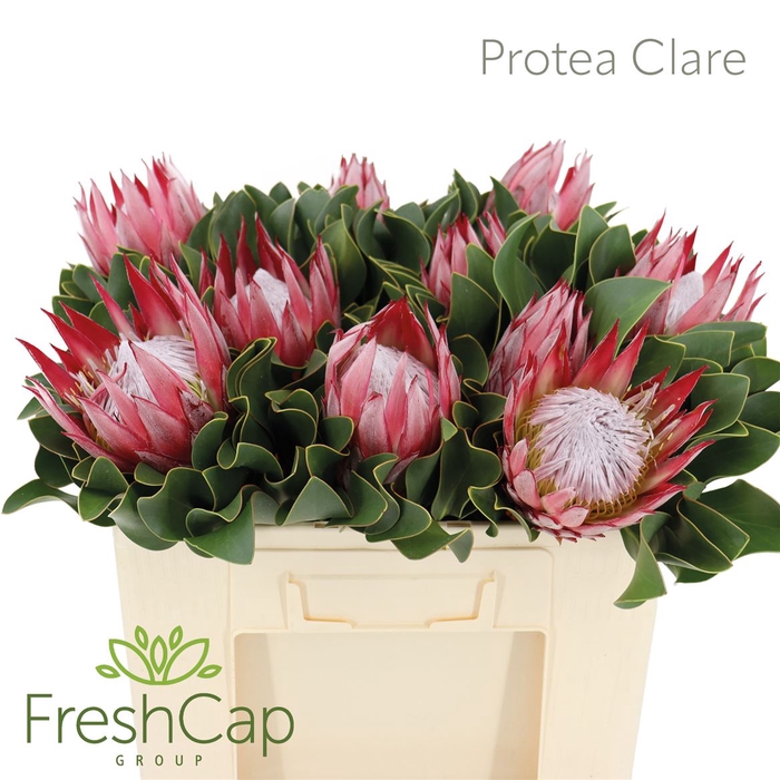 <h4>Protea Clare</h4>