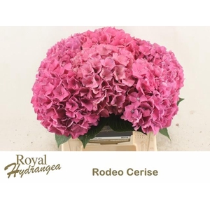 !! PROMO !! HYDR M CH RODEO RD