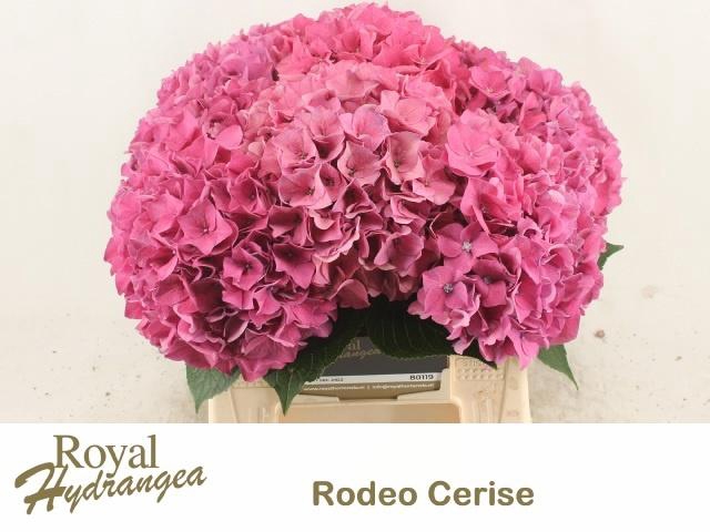<h4>HYDR M CH RODEO RD</h4>