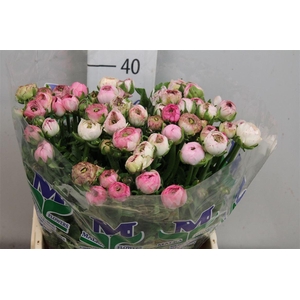 Ran Andrea Cappuccin