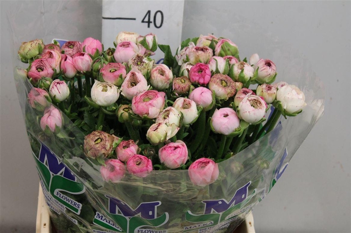 <h4>Ran Andrea Cappuccin</h4>