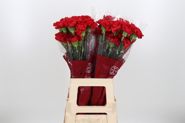 <h4>Di St Red</h4>