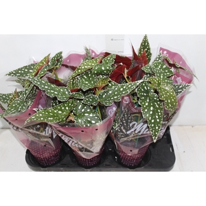 BEGONIA MACULATA SPOTLIGHT GREEN P13