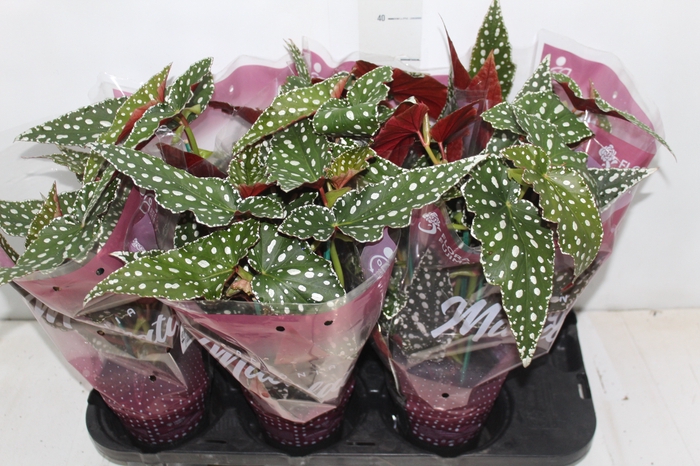 <h4>BEGONIA MACULATA SPOTLIGHT GREEN P13</h4>