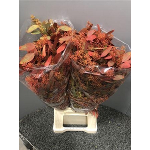 Euca Col Popu Bes Autumn