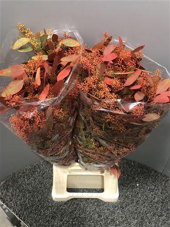 <h4>Euca Col Popu Bes Autumn</h4>