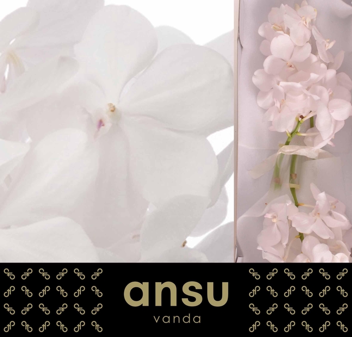 <h4>Vanda Tayanee Diamond White</h4>