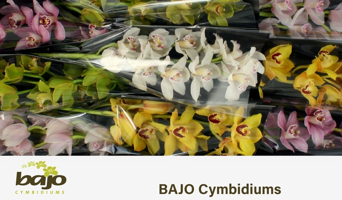 <h4>CYMB T GEM</h4>