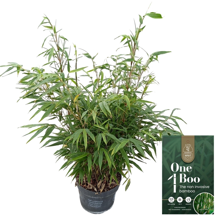 <h4>Fargesia robusta 'Pingwu</h4>