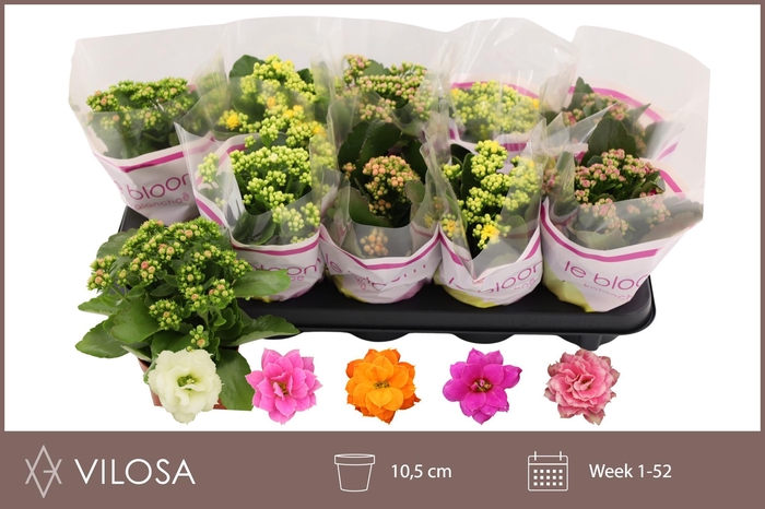 <h4>KAL GE GEM 5 KL</h4>