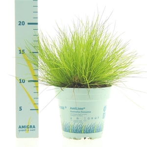 Deschampsia flexuosa AmiLime®