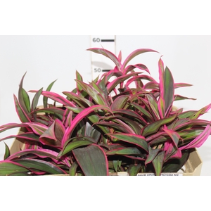 FOLHAGEM CORDYLINE FRUTICOSA RED EDGE