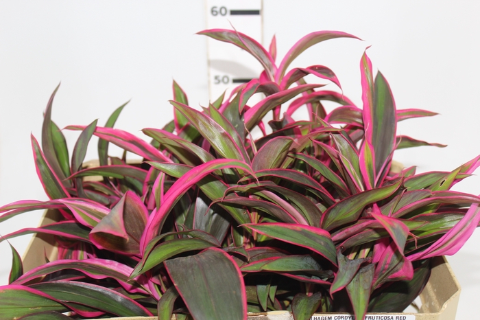 <h4>FOLHAGEM CORDYLINE FRUTICOSA RED EDGE</h4>