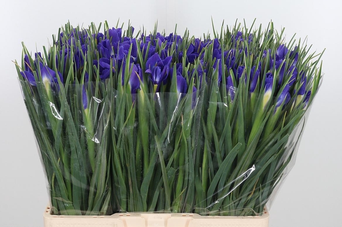 <h4>Iris Blue Magic</h4>